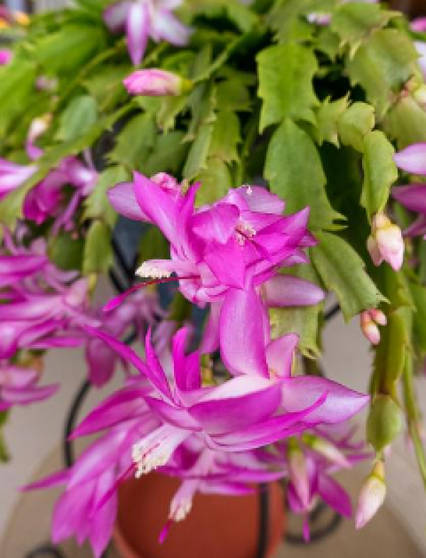 Lidcactus verpotten Lidcactus verpotten