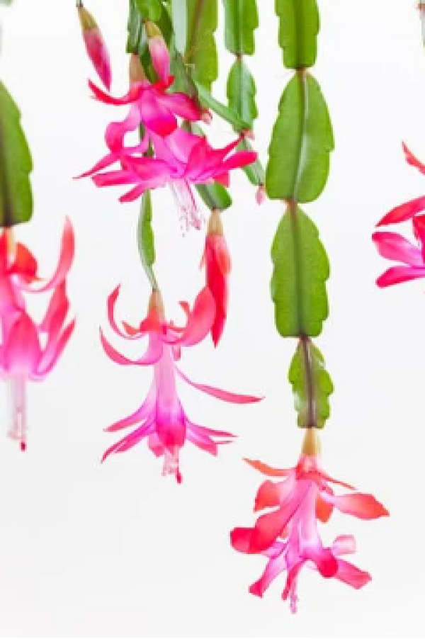 Lidcactus voeding Lidcactus voeding