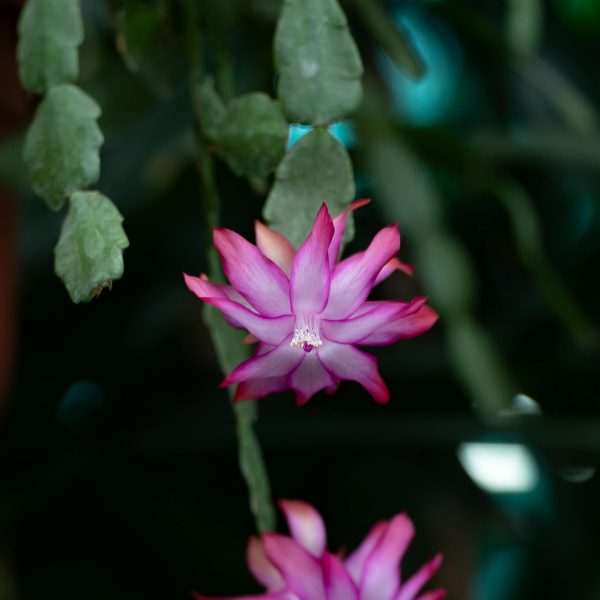 Lidcactus bloei Lidcactus bloei
