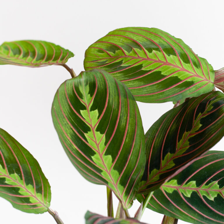 Maranta verpotten Maranta verpotten