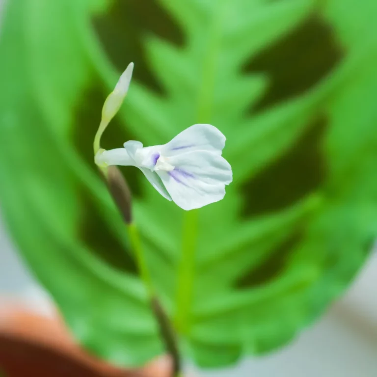 Maranta bloei Maranta bloei