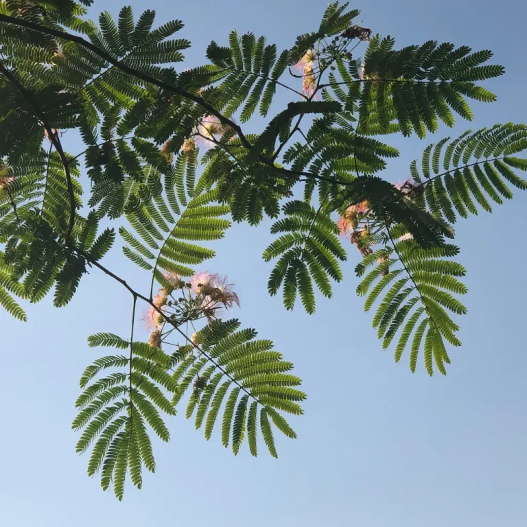 Mimosa verpotten Mimosa verpotten