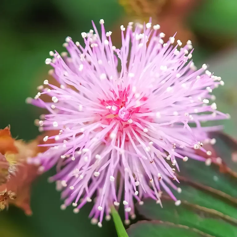 Mimosa bloei Mimosa bloei
