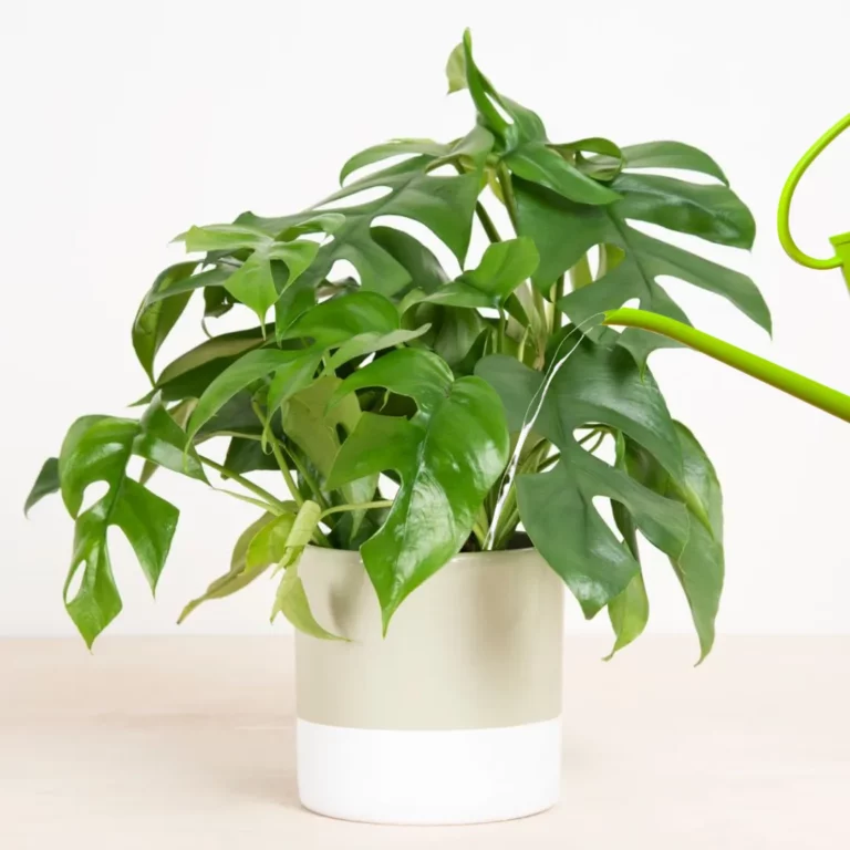 Monstera water geven Monstera water geven