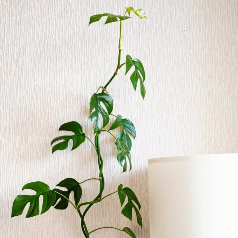 Monstera standplaats Monstera standplaats