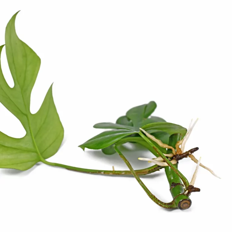 Monstera onderhoud Monstera onderhoud