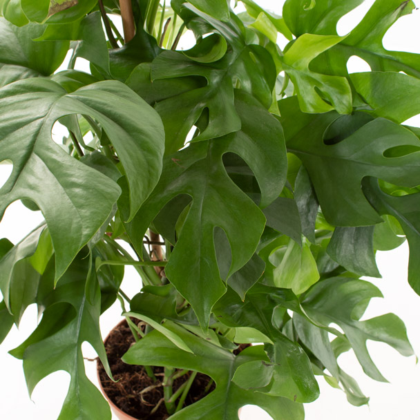 Monstera bloei Monstera bloei