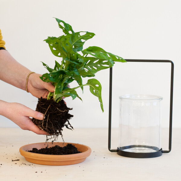 Monstera verpotten Monstera verpotten
