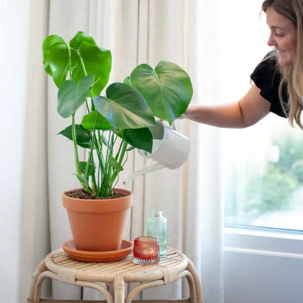 Monstera voeding Monstera voeding