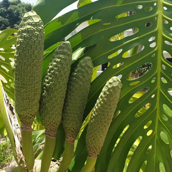 Monstera bloei Monstera bloei