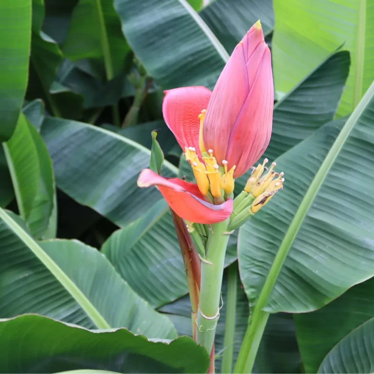 Musa bloei Musa bloei