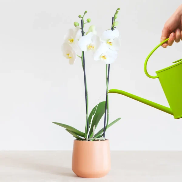 Orchidee water geven Orchidee water geven