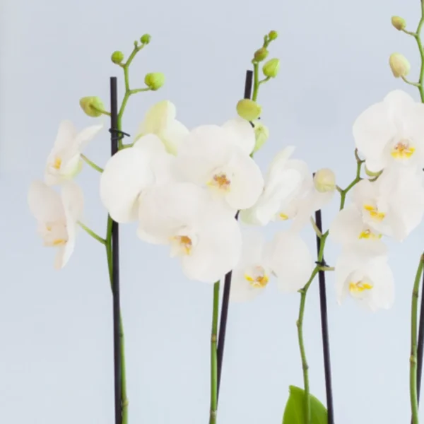 Orchidee voeding Orchidee voeding