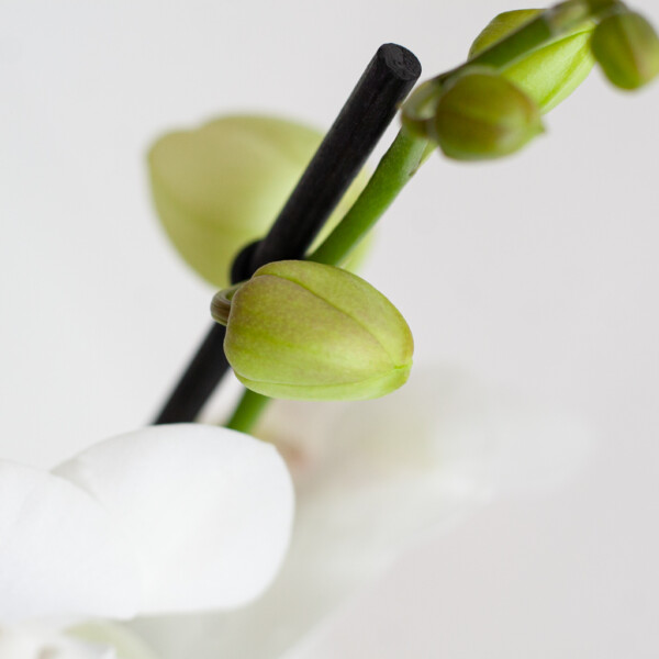 Orchidee onderhoud Orchidee onderhoud