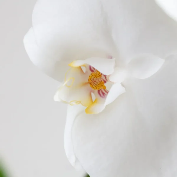 Orchidee bloei Orchidee bloei