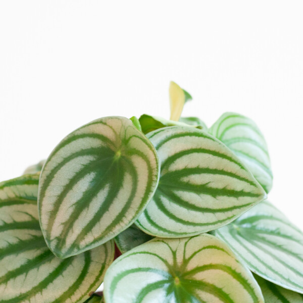 Peperomia water geven Peperomia water geven