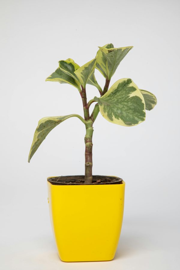 Peperomia standplaats Peperomia standplaats