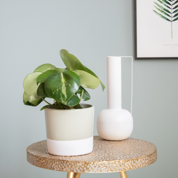 Peperomia verpotten Peperomia verpotten