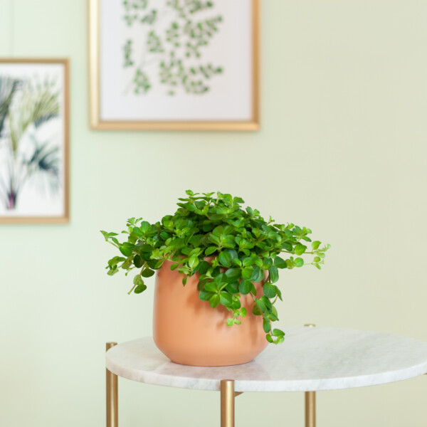 Peperomia onderhoud Peperomia onderhoud