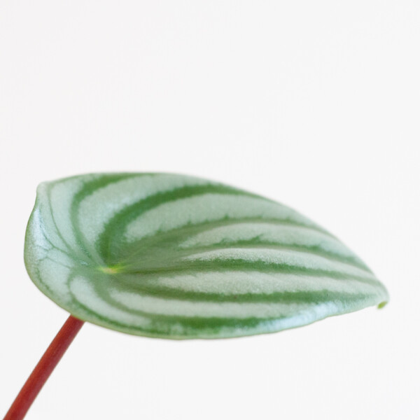 Peperomia bloei Peperomia bloei