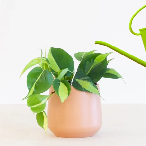 Philodendron water geven
