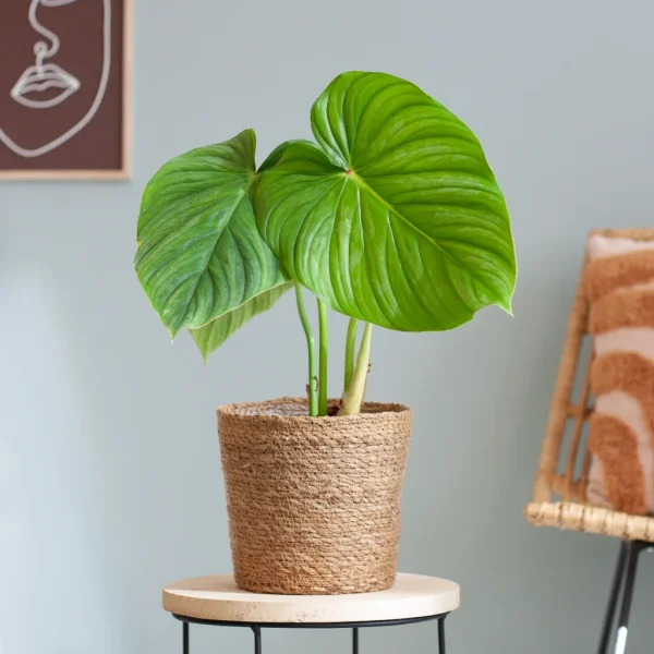 Philodendron voeding
