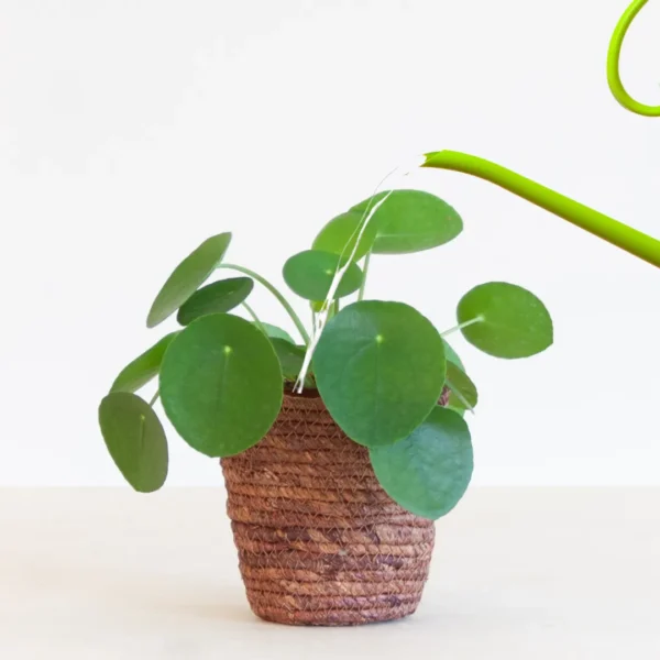 Pannekoekplant water geven Pannekoekplant water geven