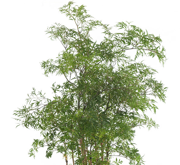 Polyscias onderhoud Polyscias onderhoud