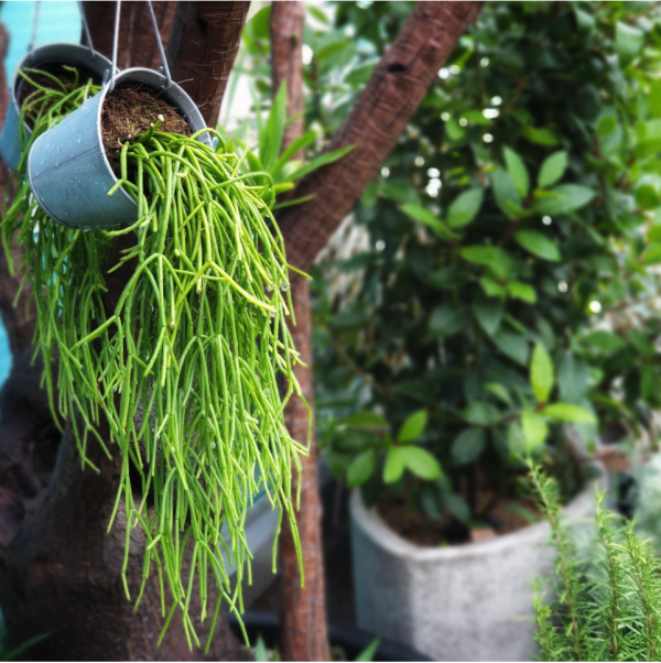 Rhipsalis standplaats Rhipsalis standplaats