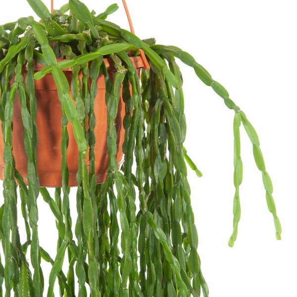 Rhipsalis verpotten Rhipsalis verpotten