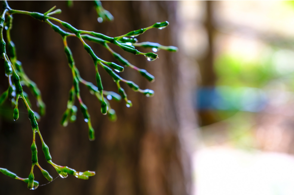 Rhipsalis voeding Rhipsalis voeding