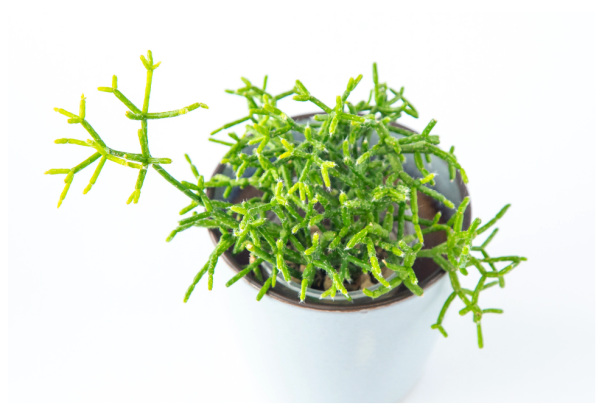 Rhipsalis onderhoud Rhipsalis onderhoud