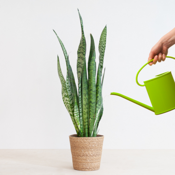 Sansevieria water geven Sansevieria water geven