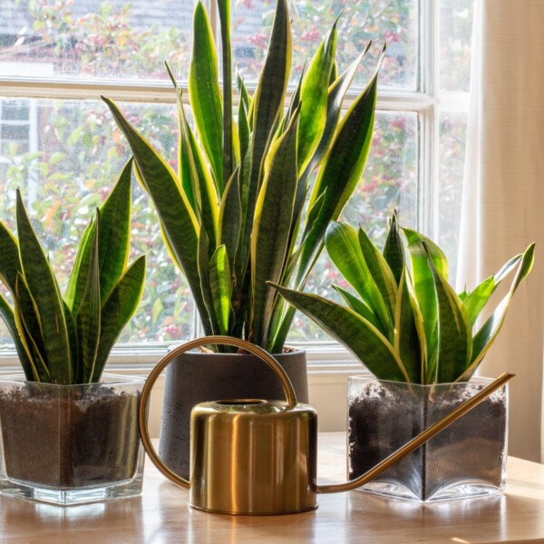 Sansevieria standplaats Sansevieria standplaats