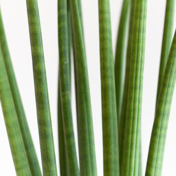 Sansevieria verpotten Sansevieria verpotten