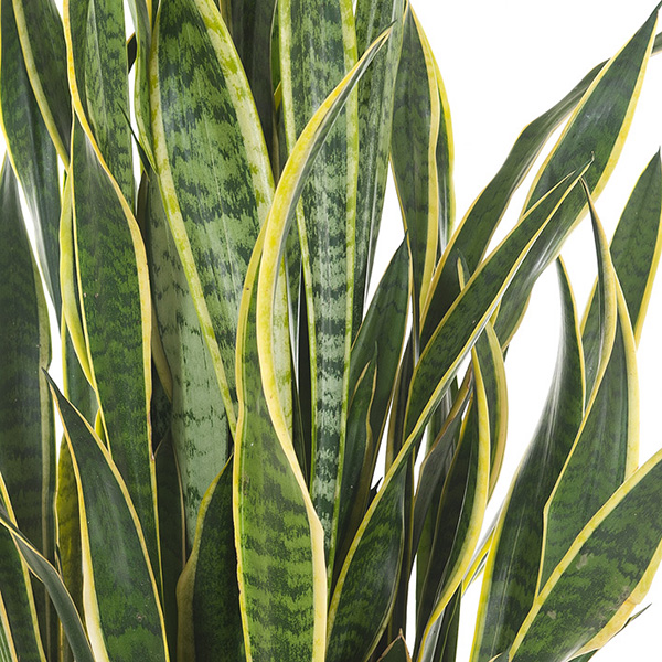 Sansevieria voeding Sansevieria voeding