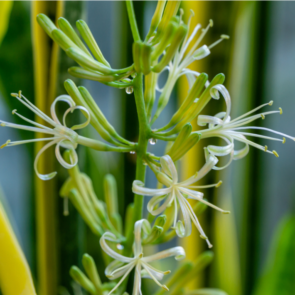 Sansevieria bloei Sansevieria bloei