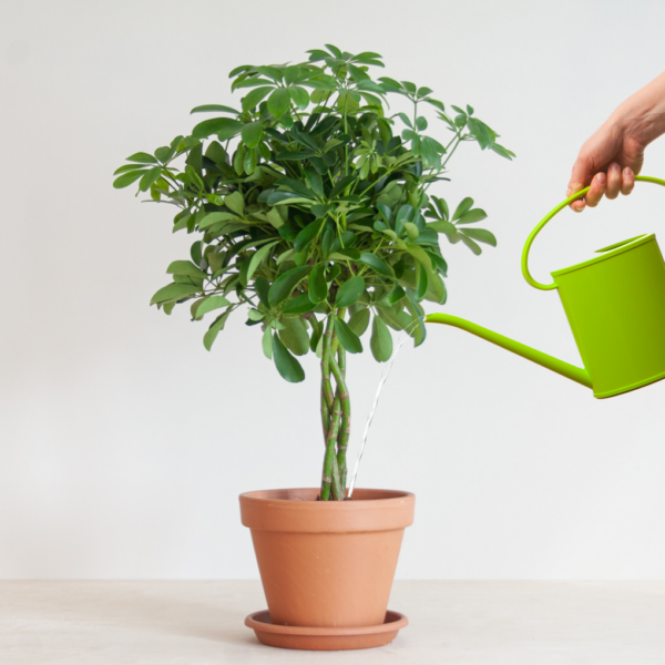 Schefflera water geven Schefflera water geven