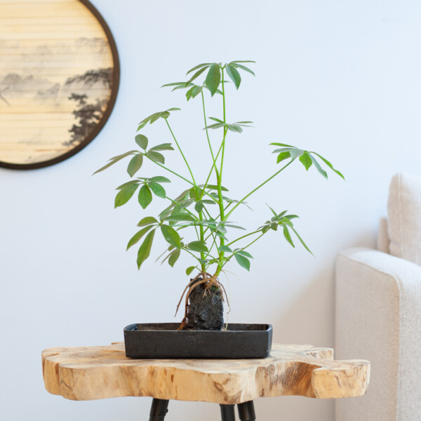 Schefflera standplaats Schefflera standplaats
