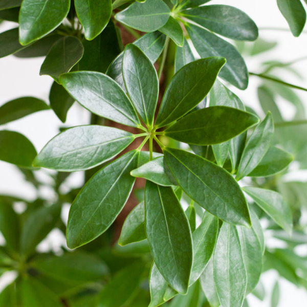 Schefflera verpotten Schefflera verpotten