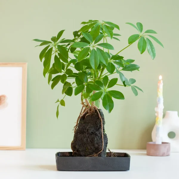 Schefflera onderhoud Schefflera onderhoud