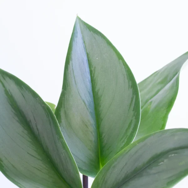 Scindapsus bloei Scindapsus bloei
