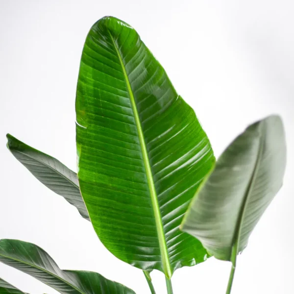 Strelitzia voeding Strelitzia voeding