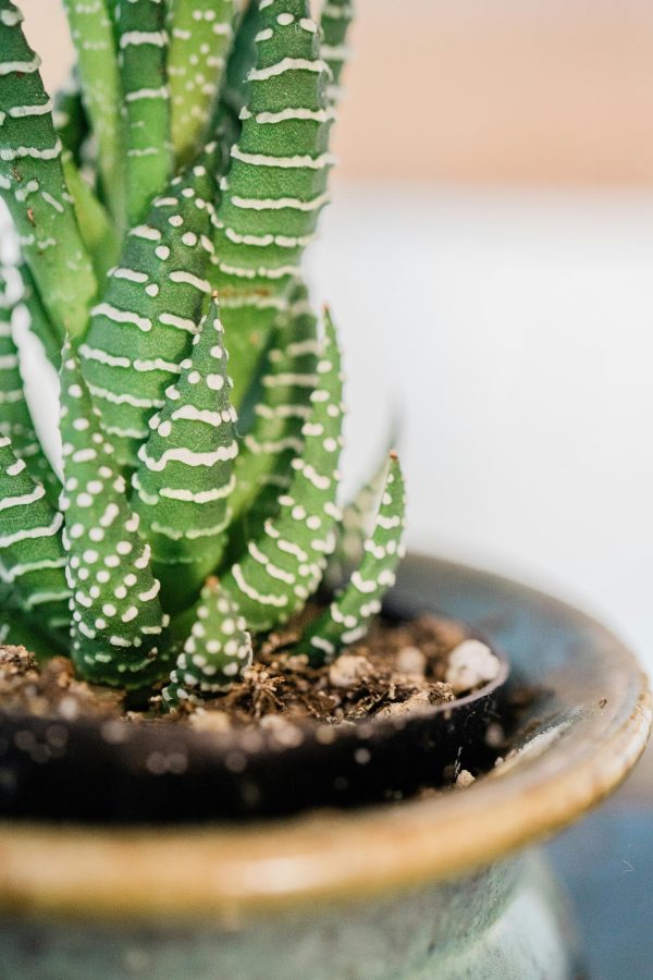 Succulent water geven Succulent water geven