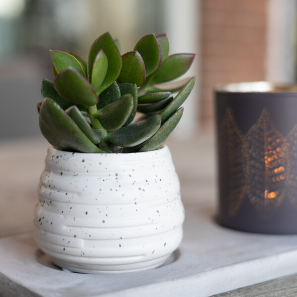 Succulent standplaats Succulent standplaats