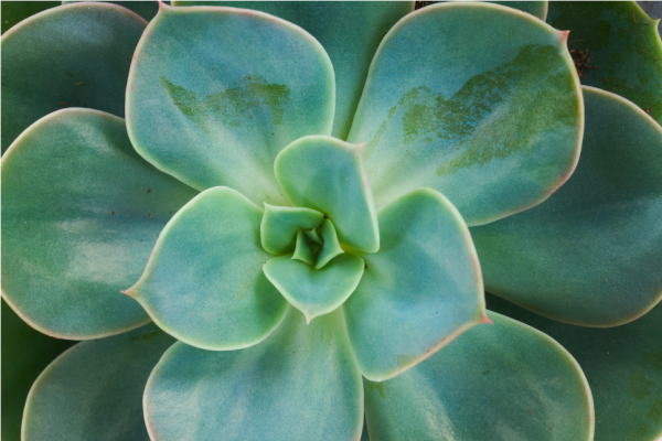 Succulent voeding Succulent voeding