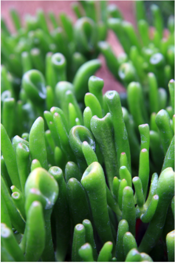 Succulent onderhoud Succulent onderhoud