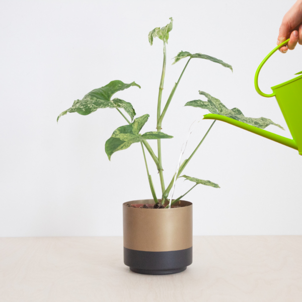 Syngonium water geven Syngonium water geven