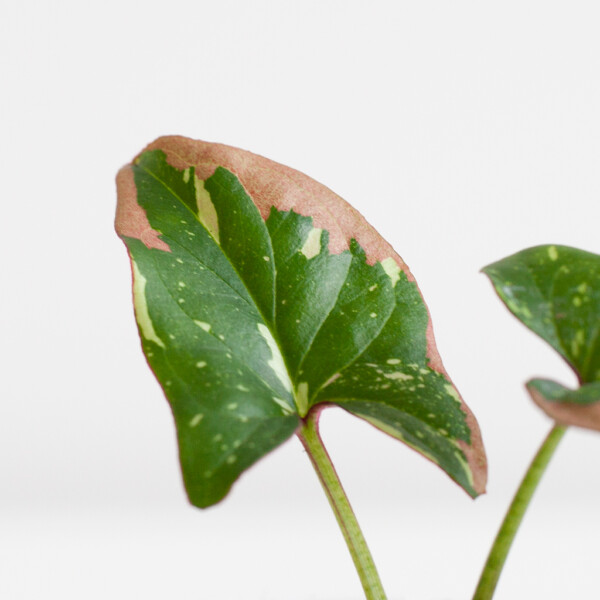 Syngonium standplaats Syngonium standplaats