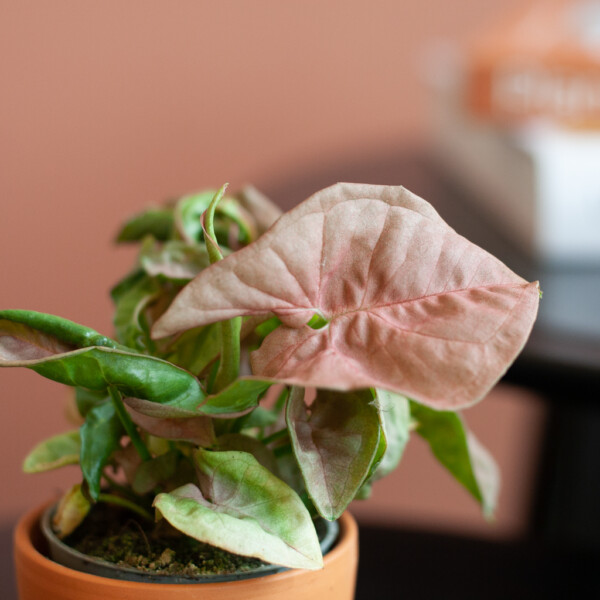 Syngonium verpotten Syngonium verpotten